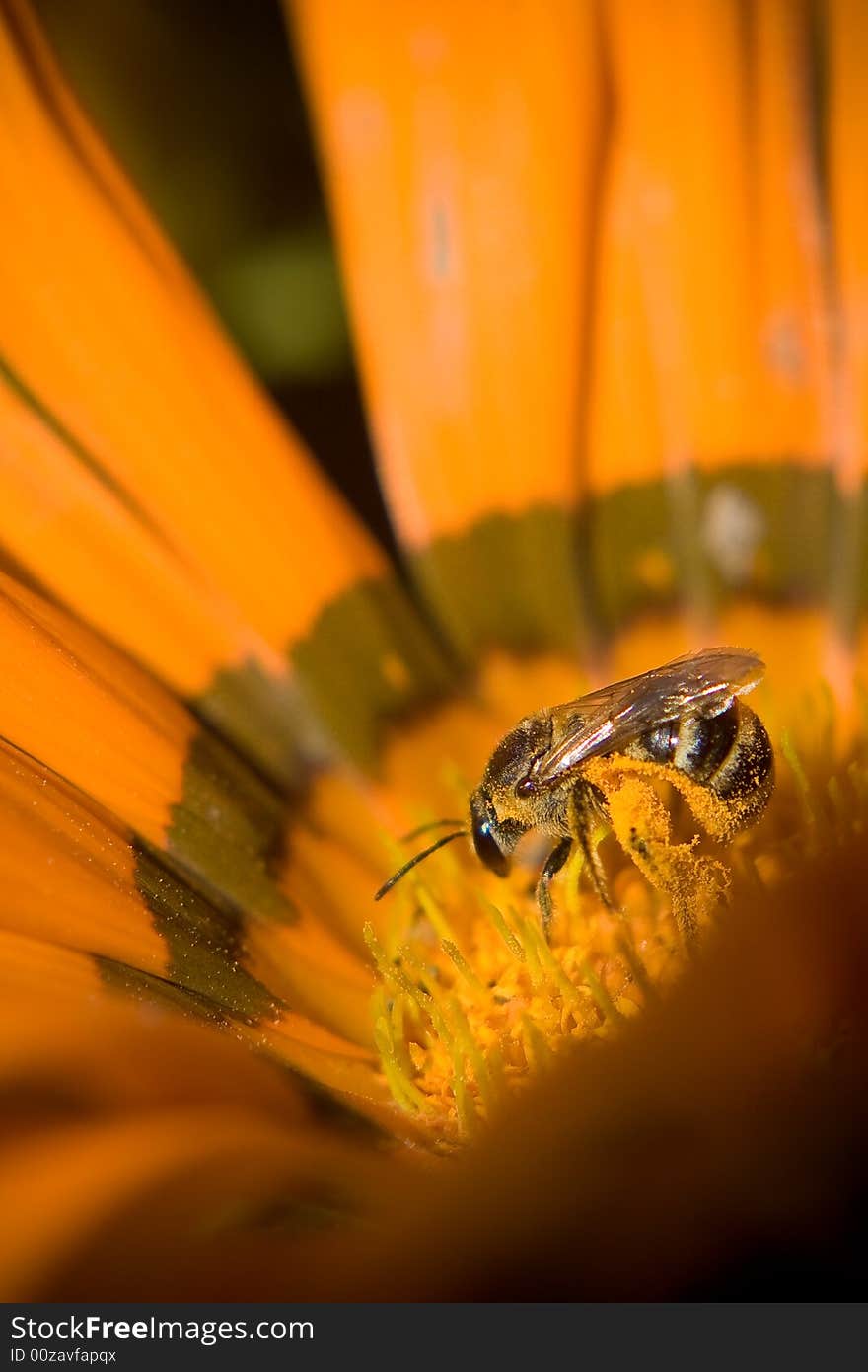 A working bee in a chrysanthemum