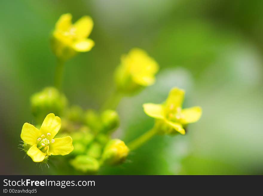 Macro yellow flower background with copy space for text