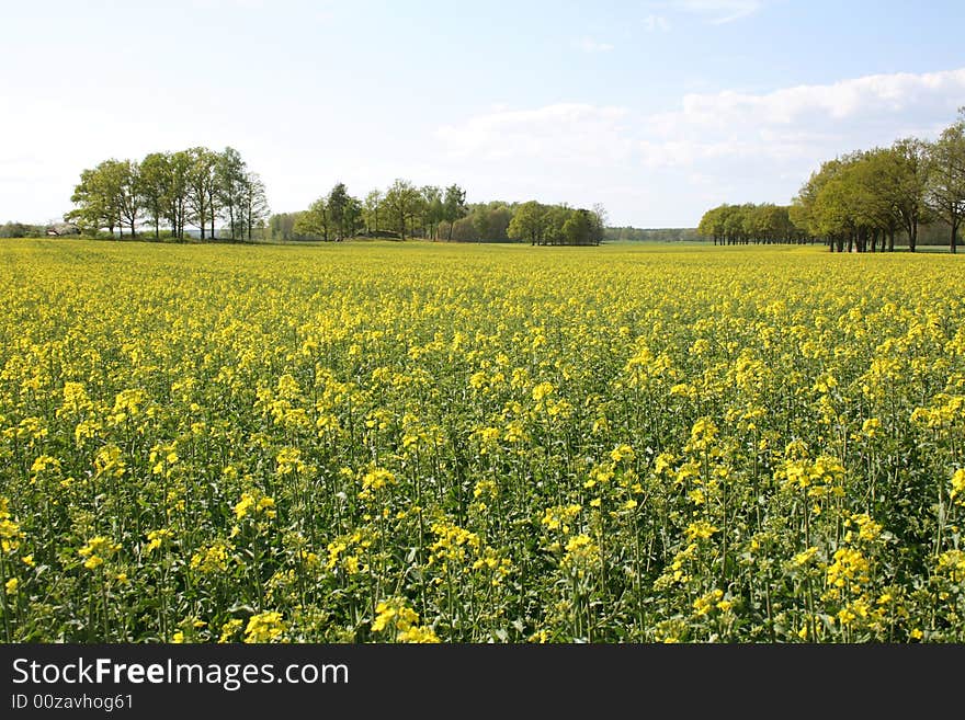 Oilseed rape in the process of blooming