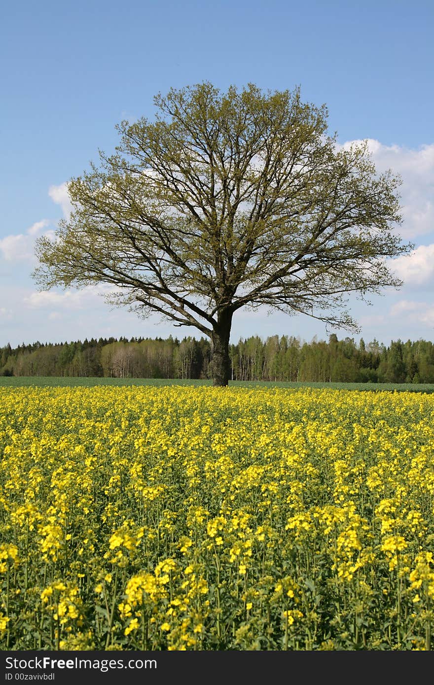 Tree at the end of a oilseed field. Tree at the end of a oilseed field