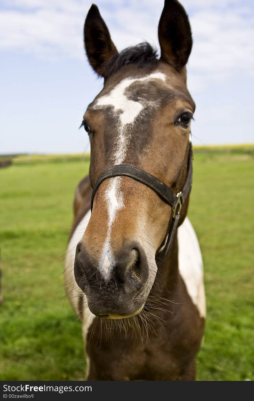 A portrait of a horse at pasture. A portrait of a horse at pasture.