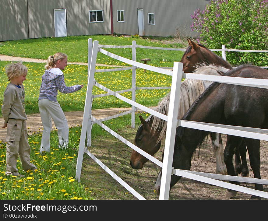 Feeding Horses