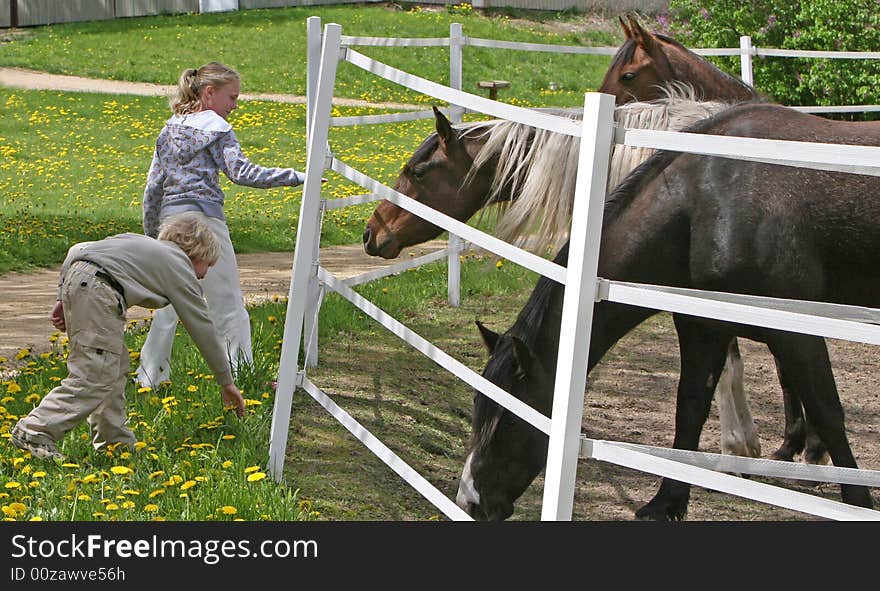 Two young kids feeding dandilions to the horses. Two young kids feeding dandilions to the horses