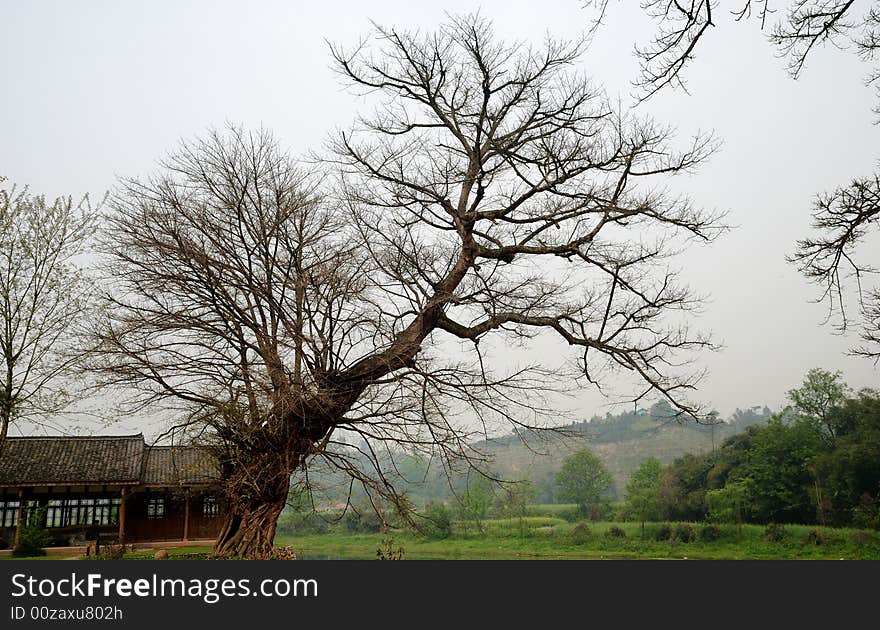 Old tree at Xi Lai Ancient Town. Old tree at Xi Lai Ancient Town.