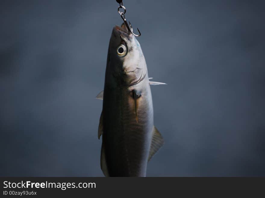 Saithe caught fishin in Olderdalen in Northern Norway. Fish caught by Jonas Okfors. Saithe caught fishin in Olderdalen in Northern Norway. Fish caught by Jonas Okfors.