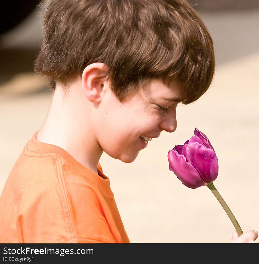 Little Boy Smelling a Purple Tulip. Little Boy Smelling a Purple Tulip