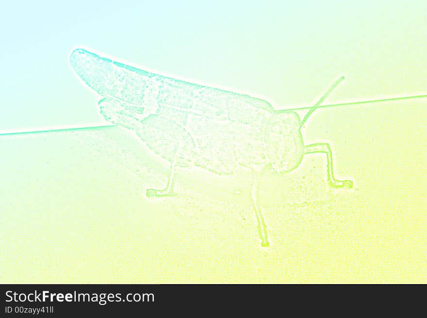 Grasshopper with varicoloured texture in the manner of background abstract scene