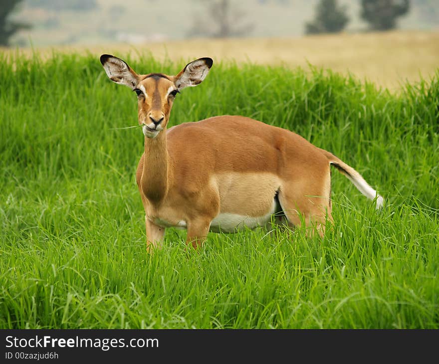 I took this picture at Krugersdorp Nature Reserve,South Africa. I took this picture at Krugersdorp Nature Reserve,South Africa.