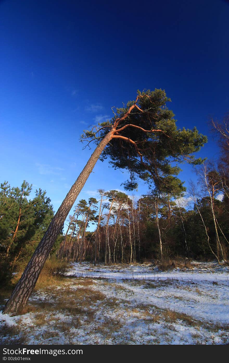 Pine tree bend to ground