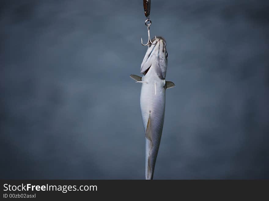 A pollock fished by Jonas Okfors in Olderdalen, Northern Norway. A pollock fished by Jonas Okfors in Olderdalen, Northern Norway.