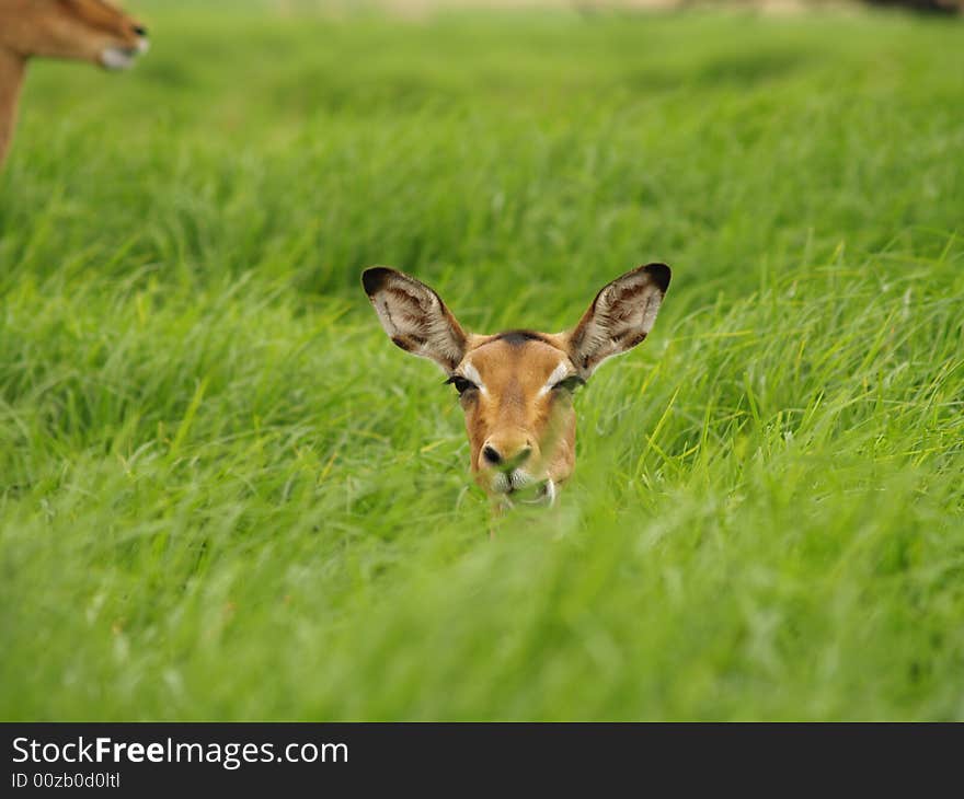 I took this picture at Krugersdorp Nature Reserve,South Africa. I took this picture at Krugersdorp Nature Reserve,South Africa.