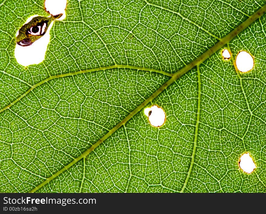 Close up of green leaf texture