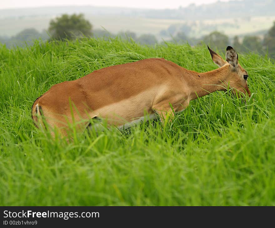 I took this picture at Krugersdorp Nature Reserve,South Africa. I took this picture at Krugersdorp Nature Reserve,South Africa.