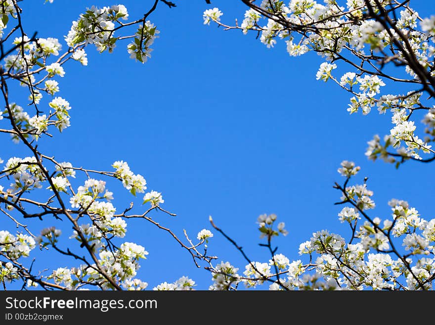 Closeup abloom apple tree with blue sky background