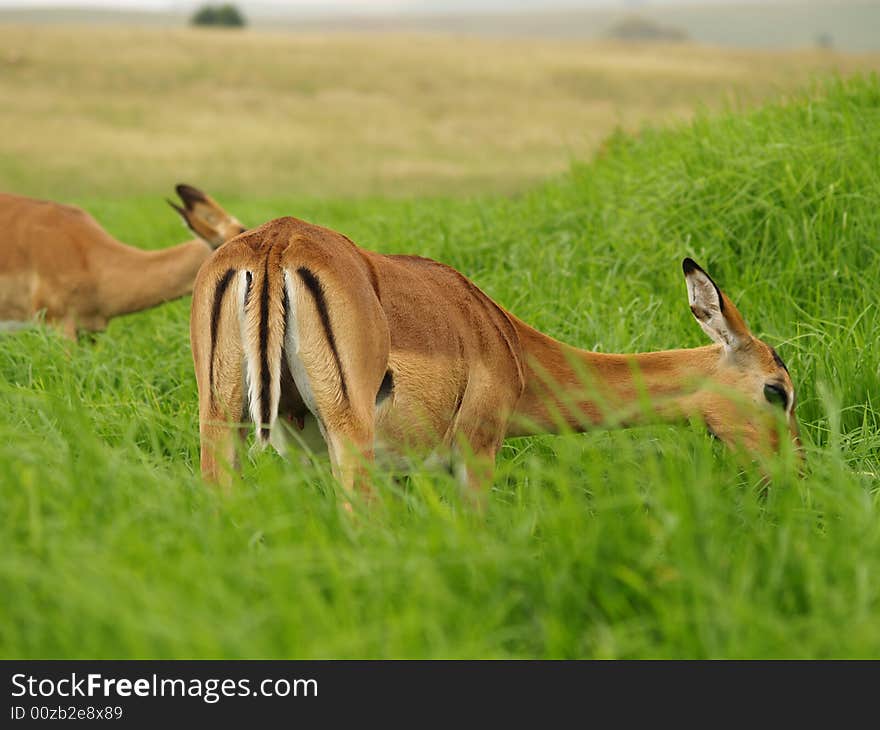 I took this picture at Krugersdorp Nature Reserve,South Africa. I took this picture at Krugersdorp Nature Reserve,South Africa.