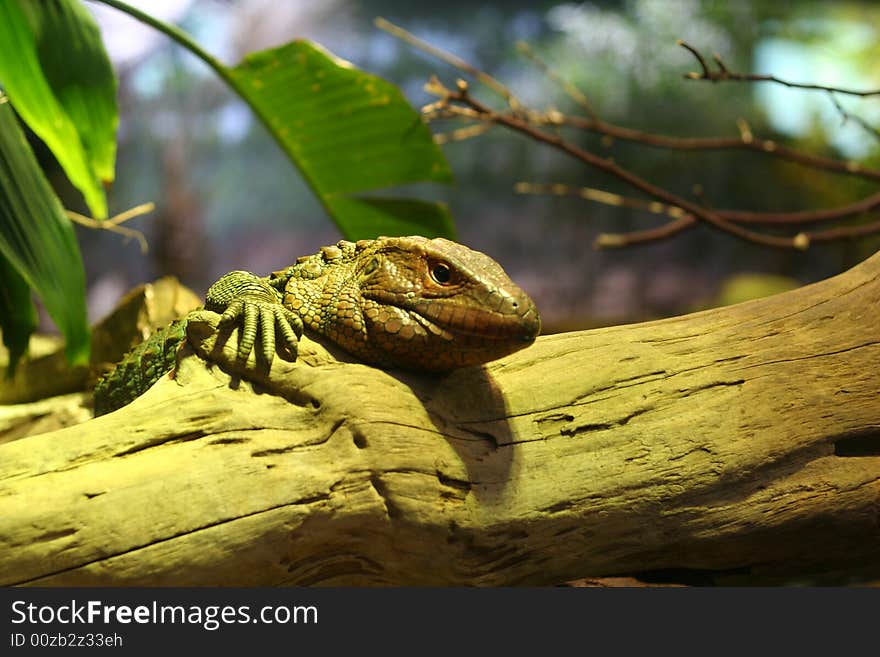 Iguana on Log