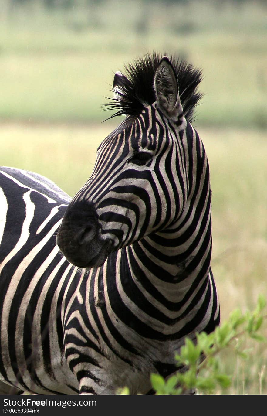 Close-up picture of an African zebra was taken in Pilansberg National Park in North West Province of South Africa