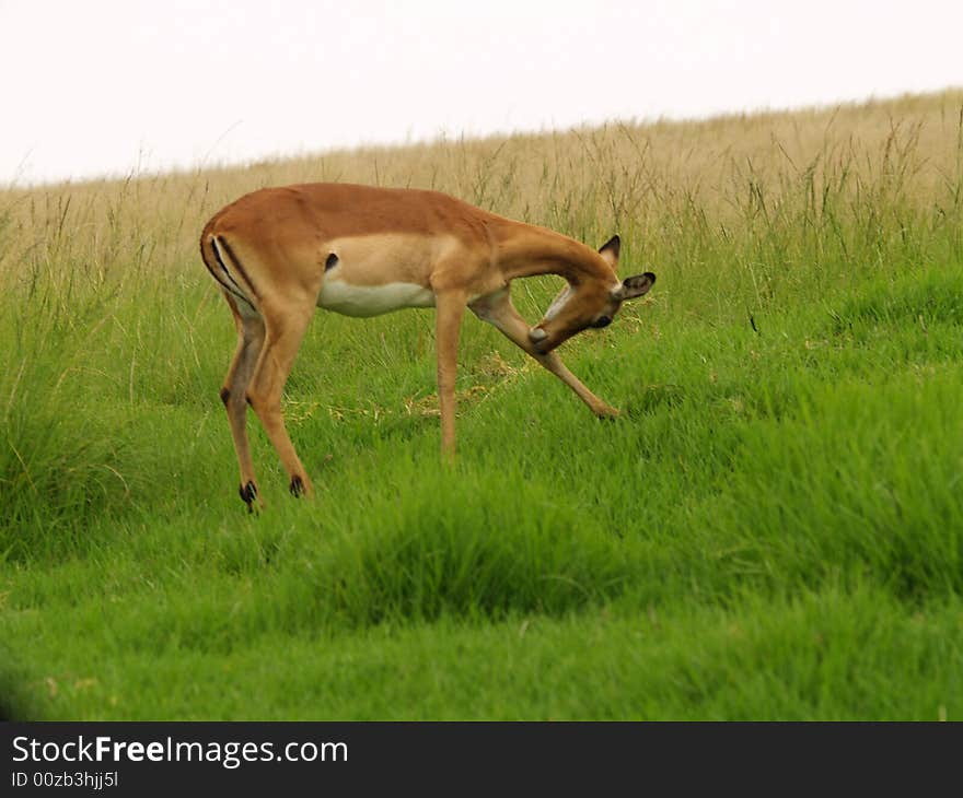 I took this picture at Krugersdorp Nature Reserve,South Africa. I took this picture at Krugersdorp Nature Reserve,South Africa.