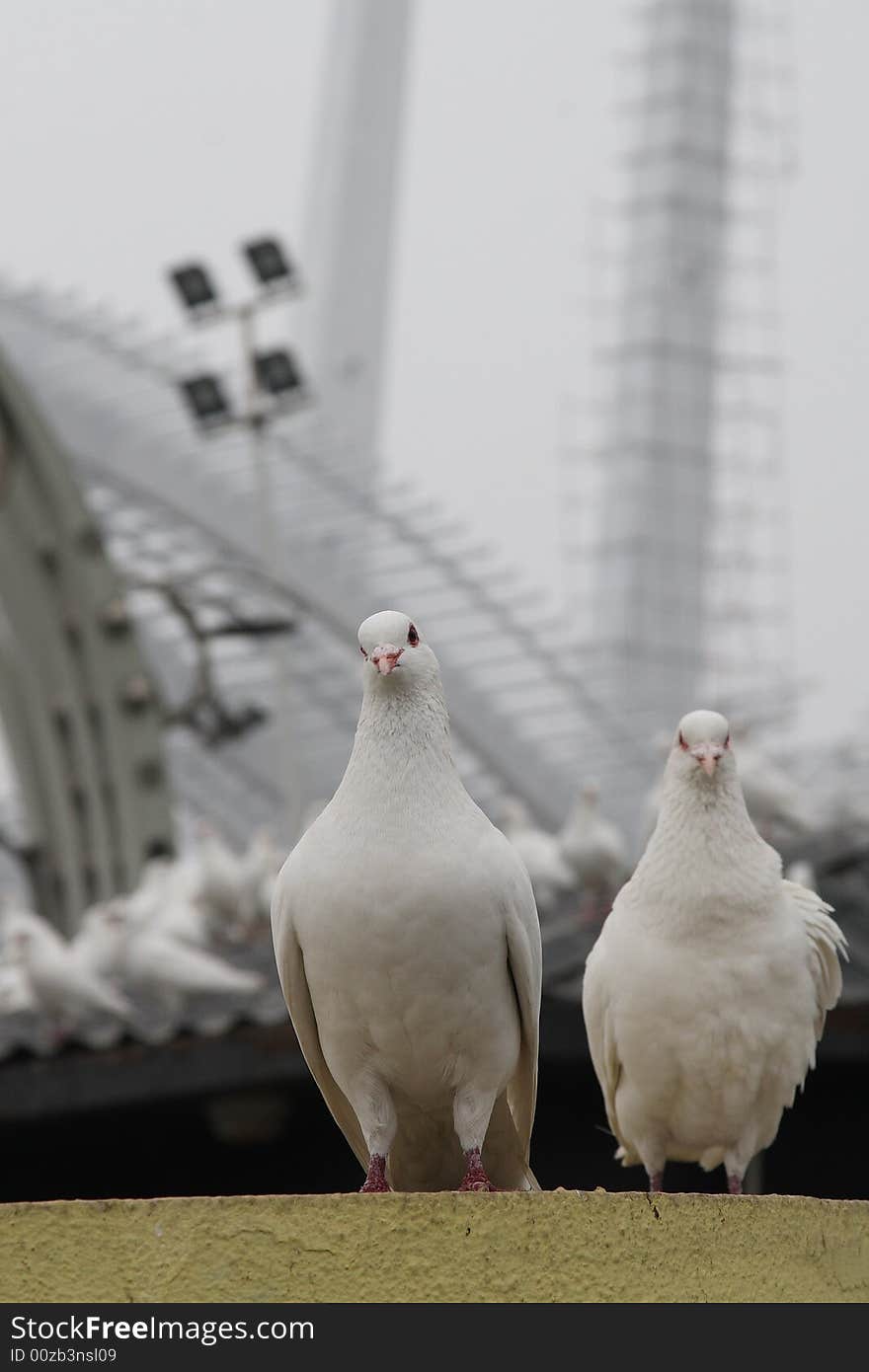 It is photoed  in Waitan tanggu, Tianjin, China. It is photoed  in Waitan tanggu, Tianjin, China.