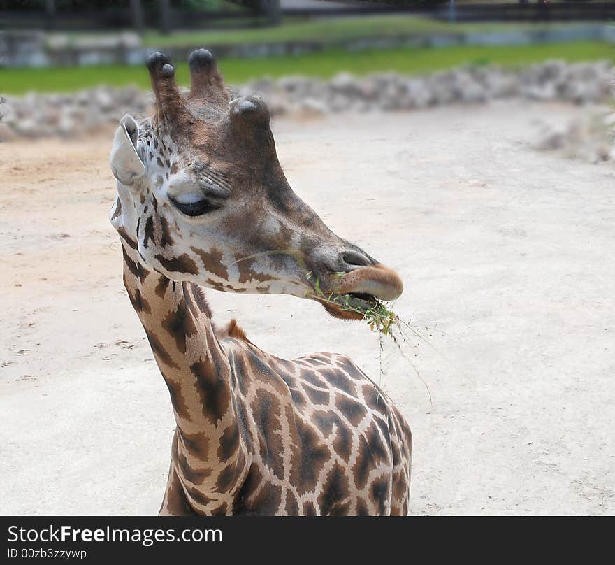 Giraffe in zoo, a close up