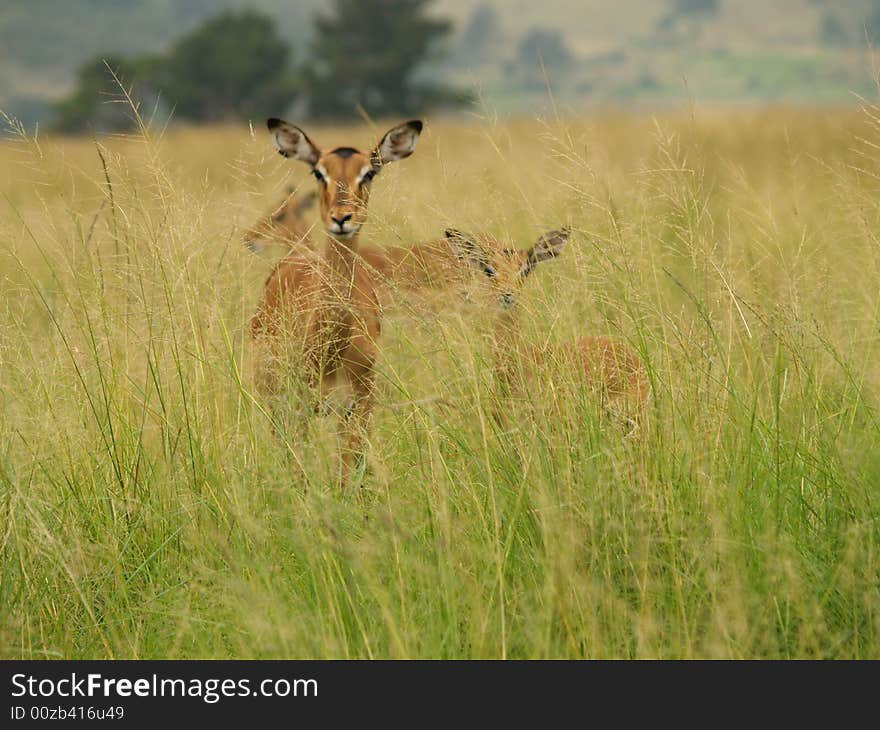 I took this picture at Krugersdorp Nature Reserve,South Africa. I took this picture at Krugersdorp Nature Reserve,South Africa.