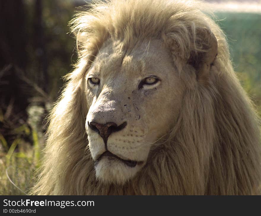 Majesic Male scanning the horizon just before feeding time. Majesic Male scanning the horizon just before feeding time