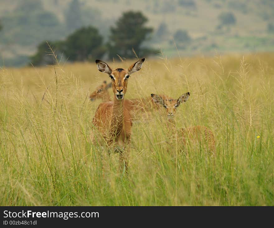 I took this picture at Krugersdorp Nature Reserve,South Africa. I took this picture at Krugersdorp Nature Reserve,South Africa.