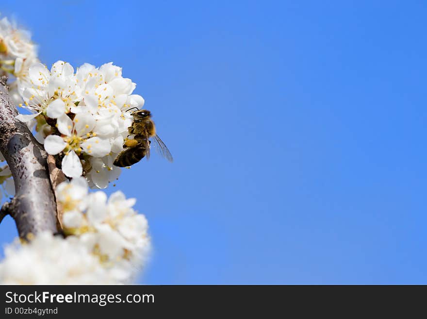 Bee sitting on the wild pear flower with blue sky background