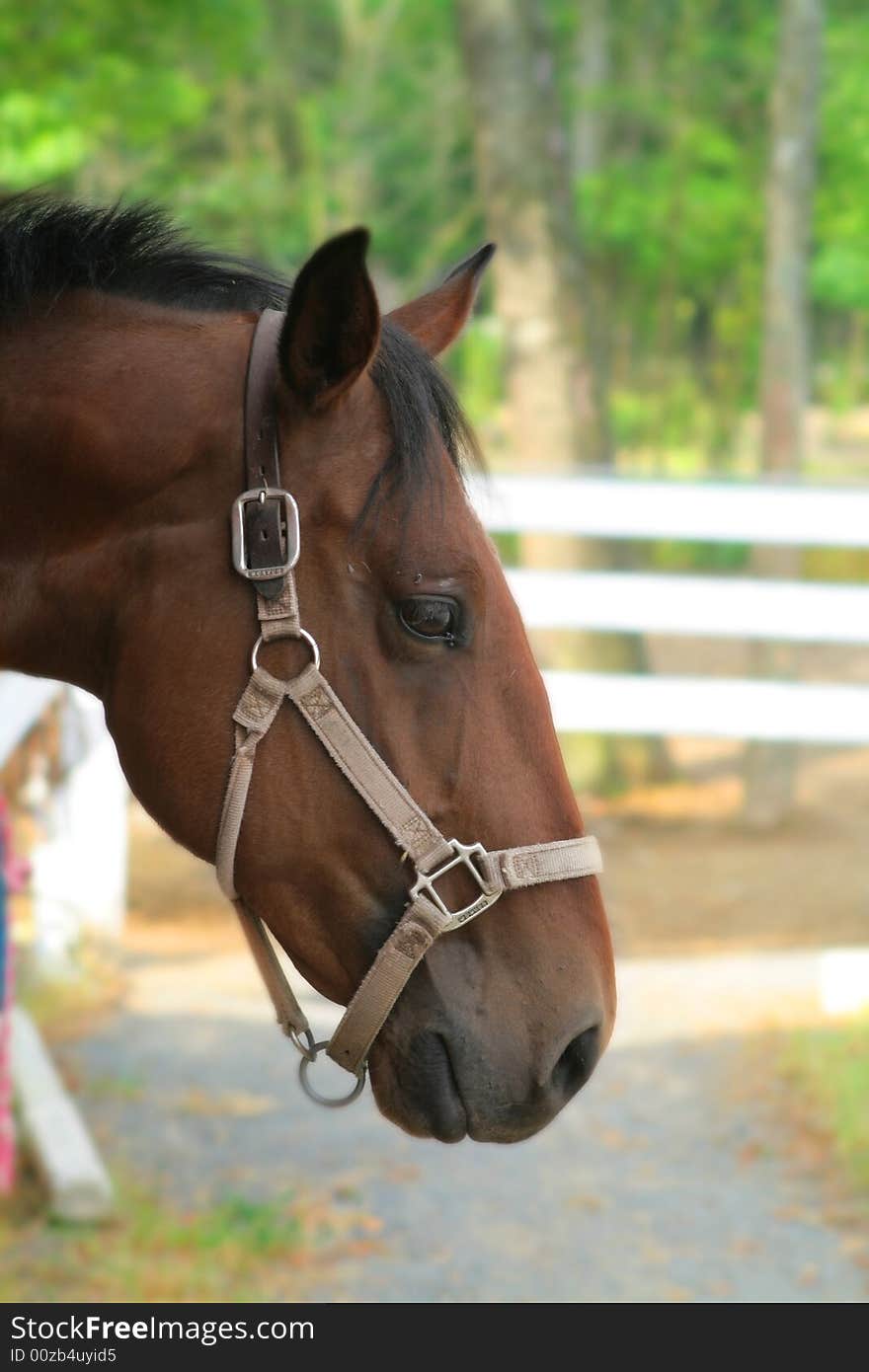 Head shot of a brown horse. Head shot of a brown horse