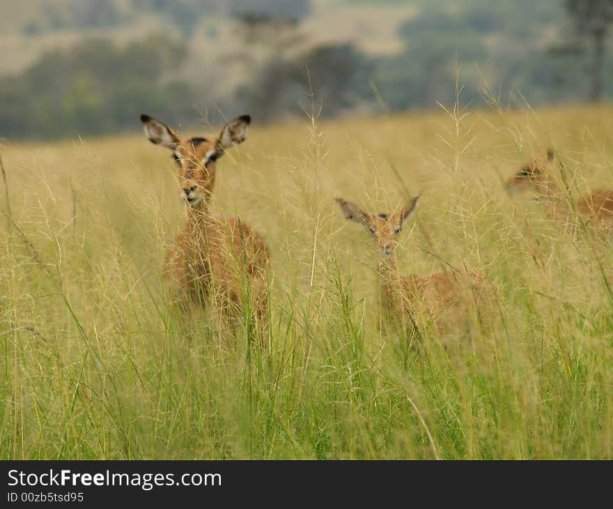 I took this picture at Krugersdorp Nature Reserve,South Africa. I took this picture at Krugersdorp Nature Reserve,South Africa.