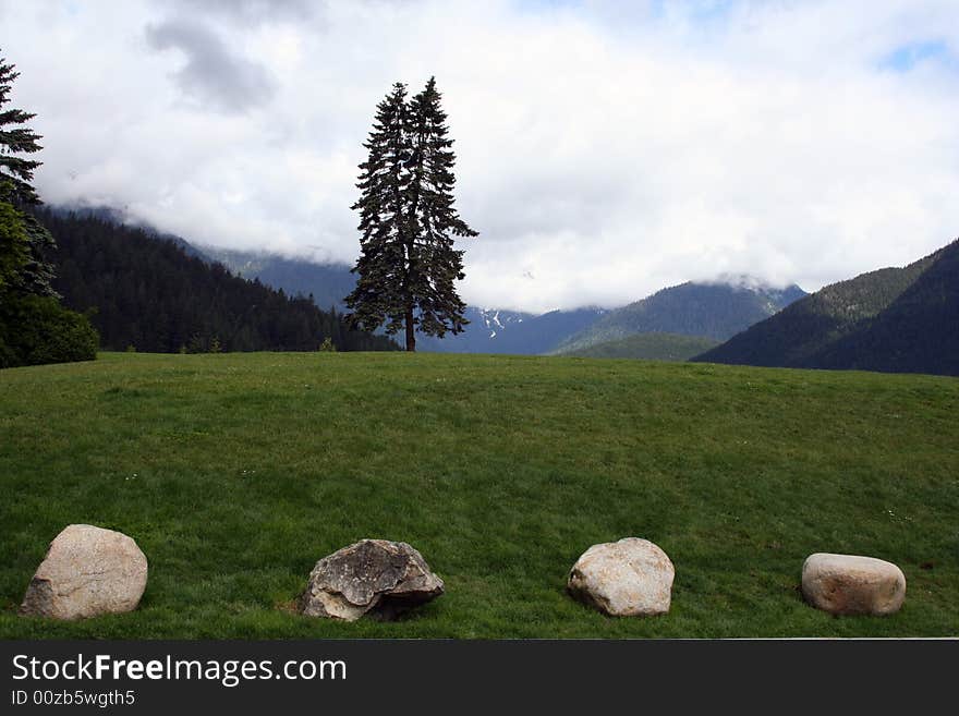 Green landscape with stones and trees