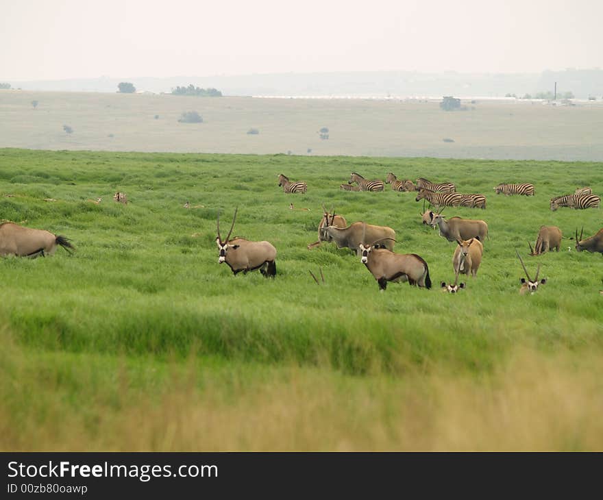 Gemsbok Herd