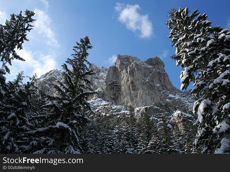 Fragment of wood and Tatra Mountains. Fragment of wood and Tatra Mountains