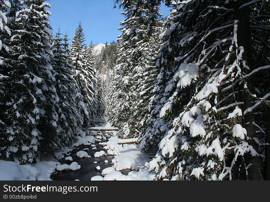 Fragment of forest during the winter. Fragment of forest during the winter