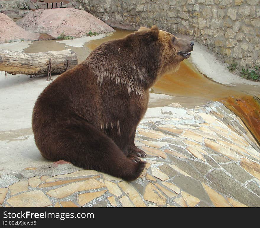 Brown bear Ursus arctos arctos