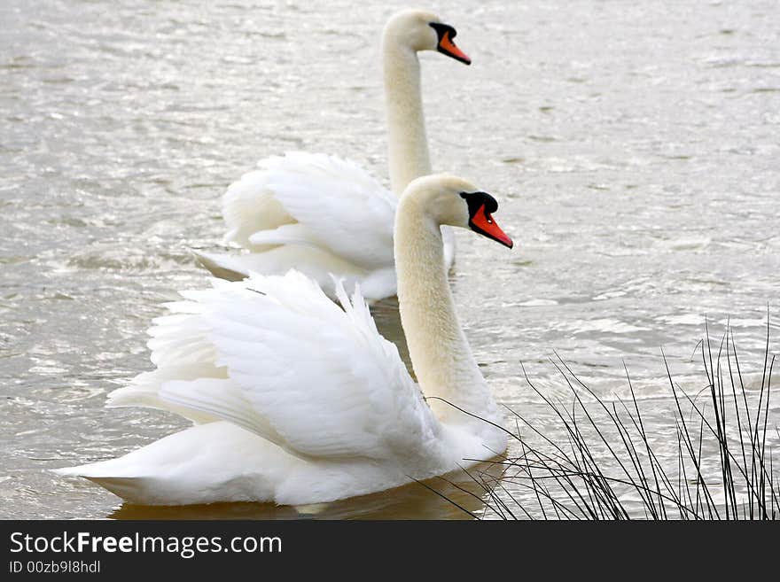 A pair of elegant Swans..... In England swans are protected from poaching by law since they are considered property of the Crown. A pair of elegant Swans..... In England swans are protected from poaching by law since they are considered property of the Crown.