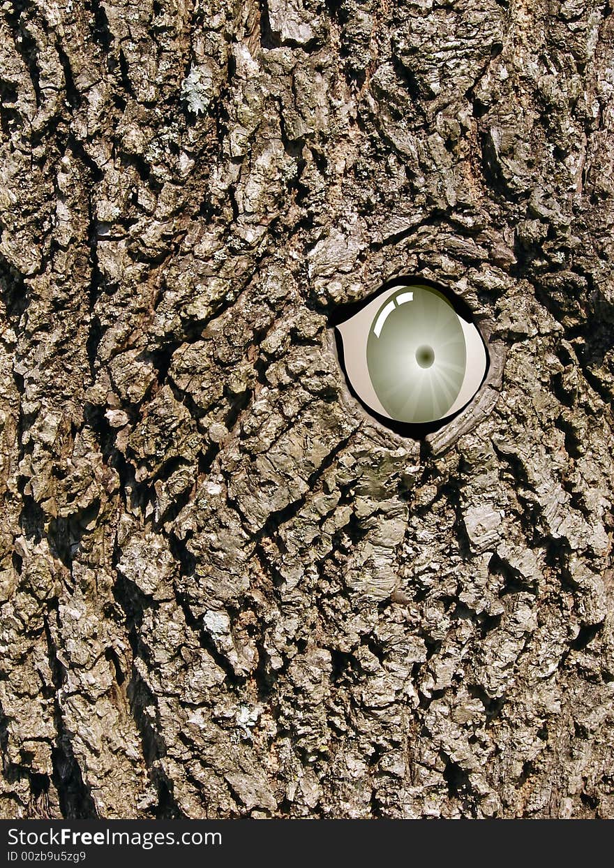 Close-up of a tree with an eye. Close-up of a tree with an eye