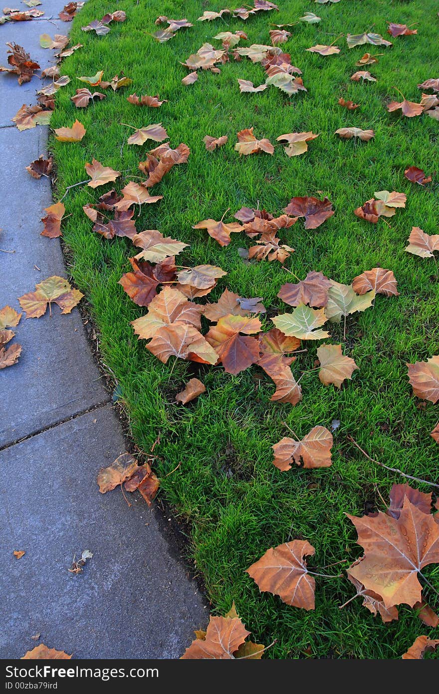 Fallen Leaves On A Grassland