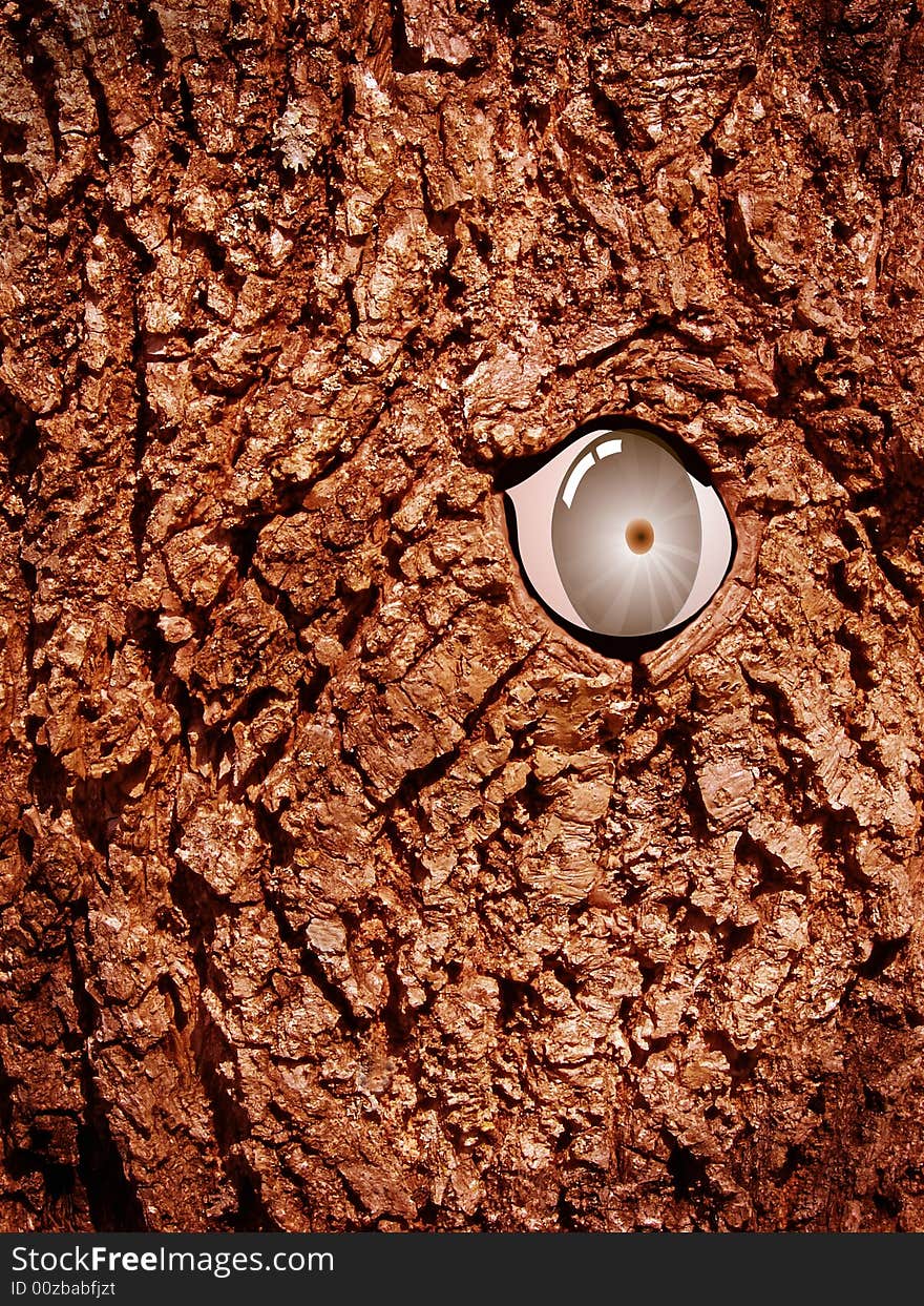 Close-up of a tree with an eye. Close-up of a tree with an eye