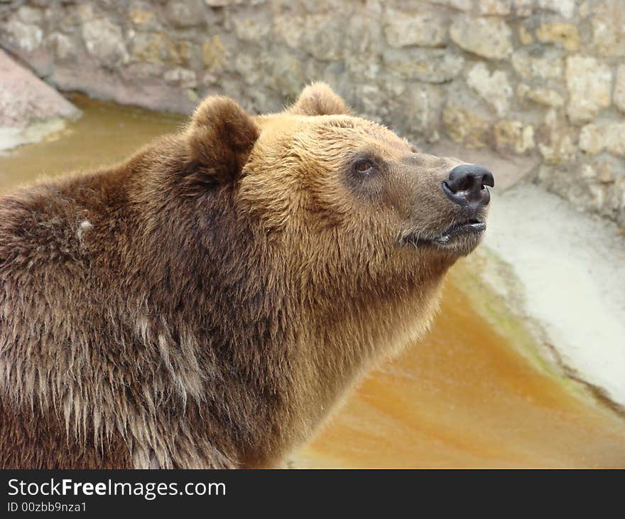 Brown Bear Ursus Arctos Arctos