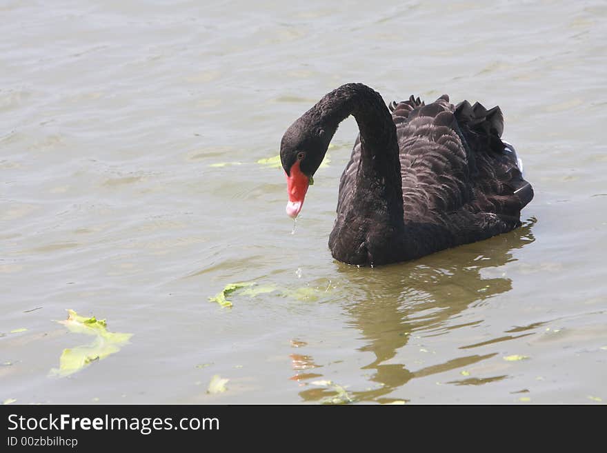 A leisurely black swan on water.