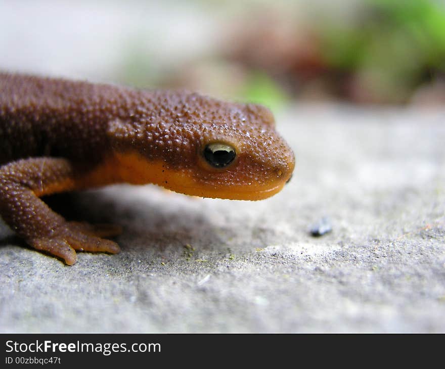 Macro shot of a lizard. Macro shot of a lizard