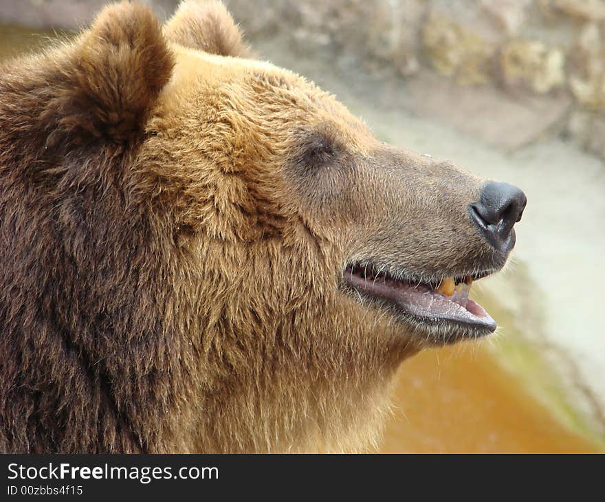 Brown bear Ursus arctos arctos