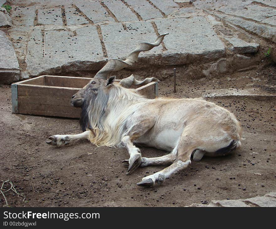 Goat With Twisted Horns Capra Falconeri