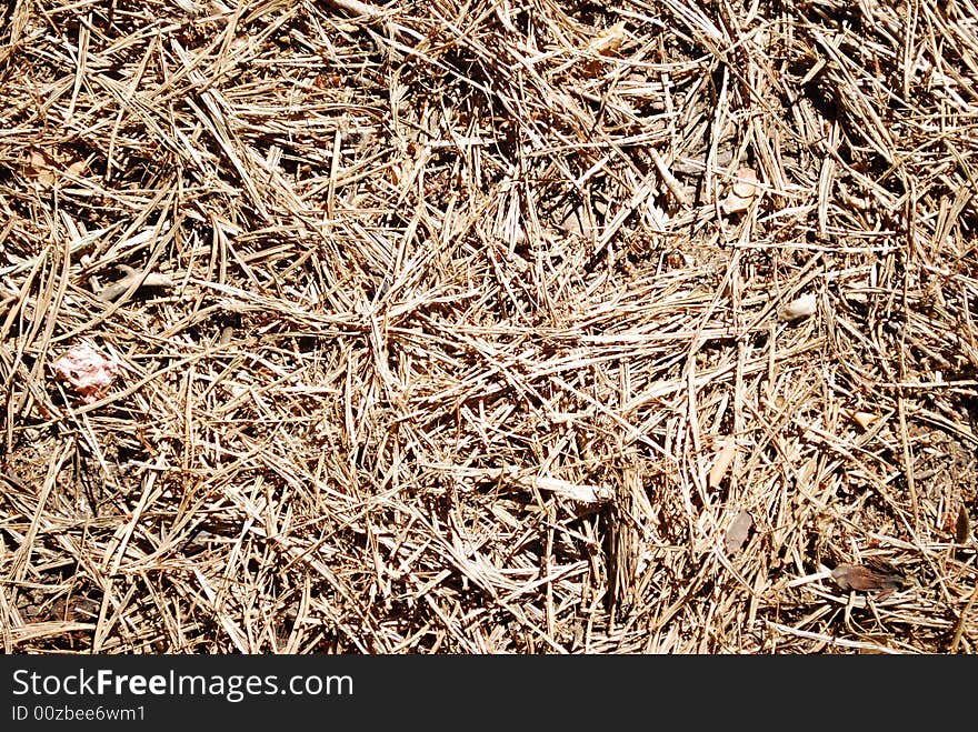 Dead fir-needles, summer background, texture