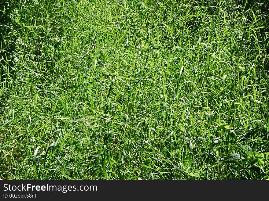 Grass