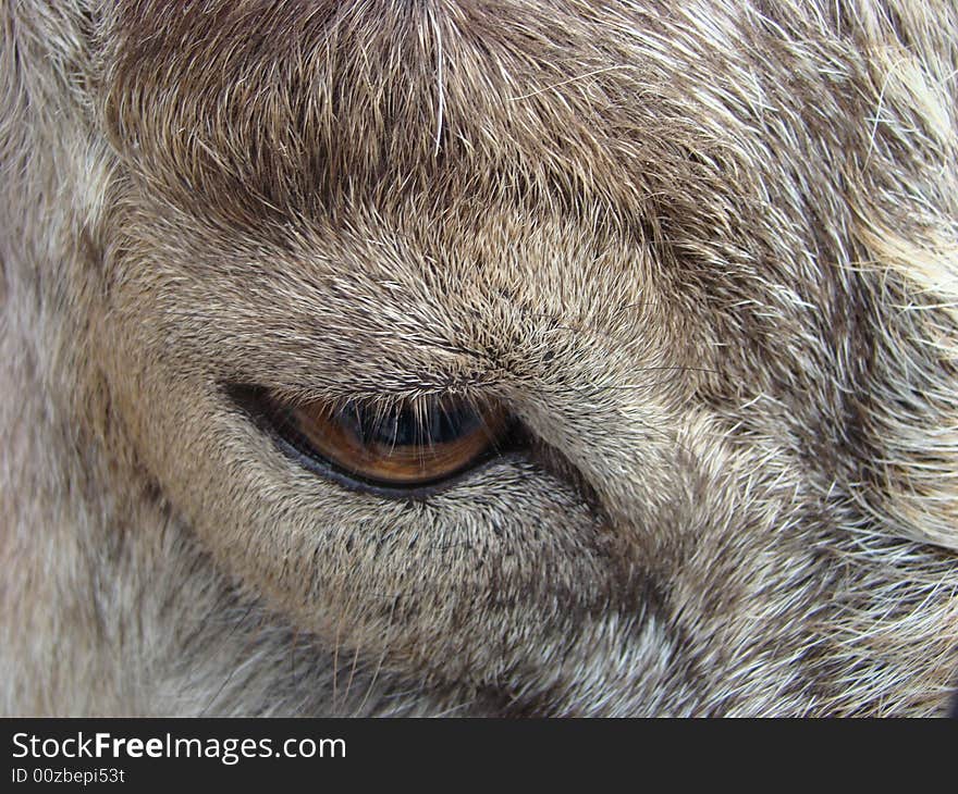 Sight Of A Mountain Goat Capra Falconeri