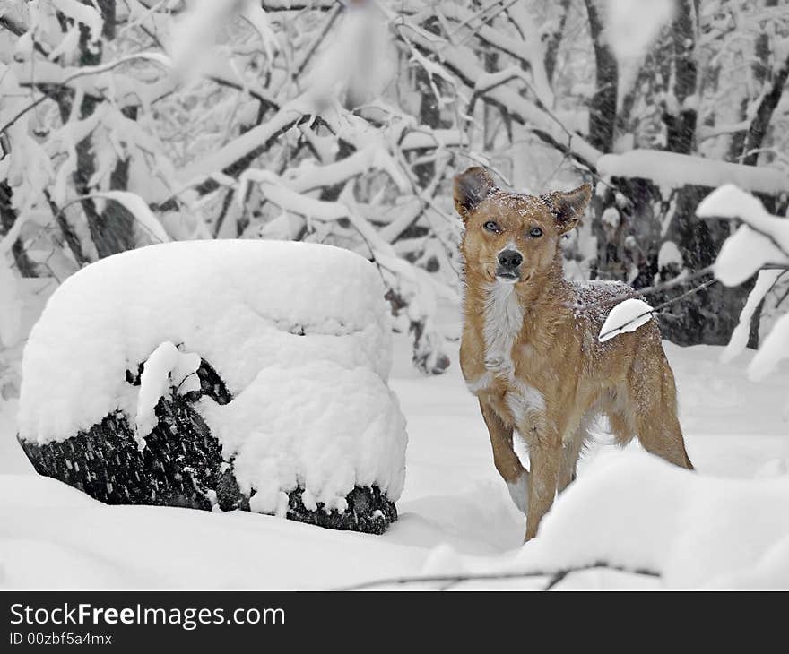 A red dog is in the snow-bound forest