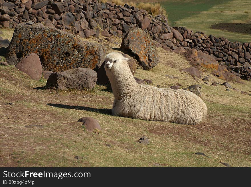 Llamas at the site of Sillustani