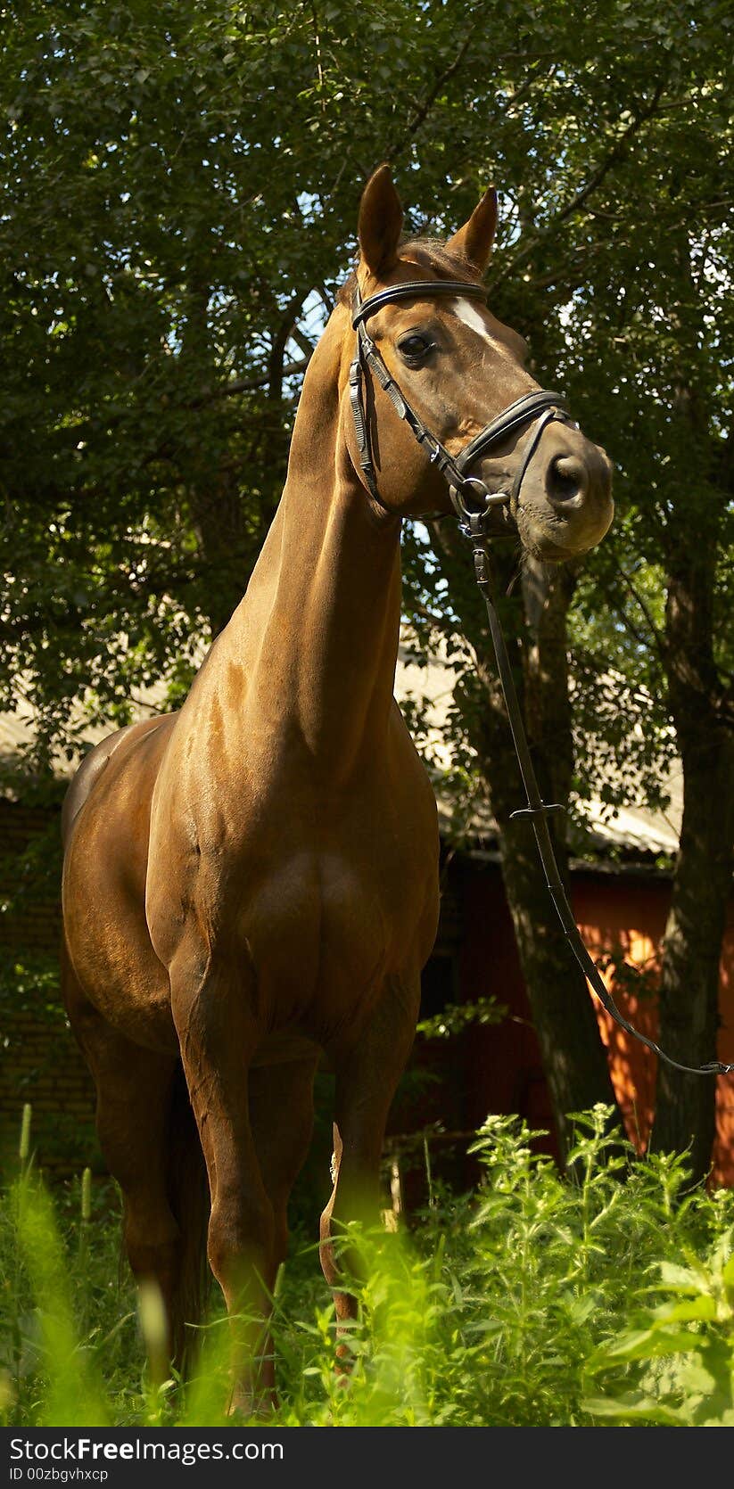 Red horse at the hippodrome